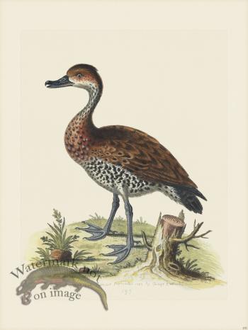 Edwards 193 Black-bill'd Whistling Duck